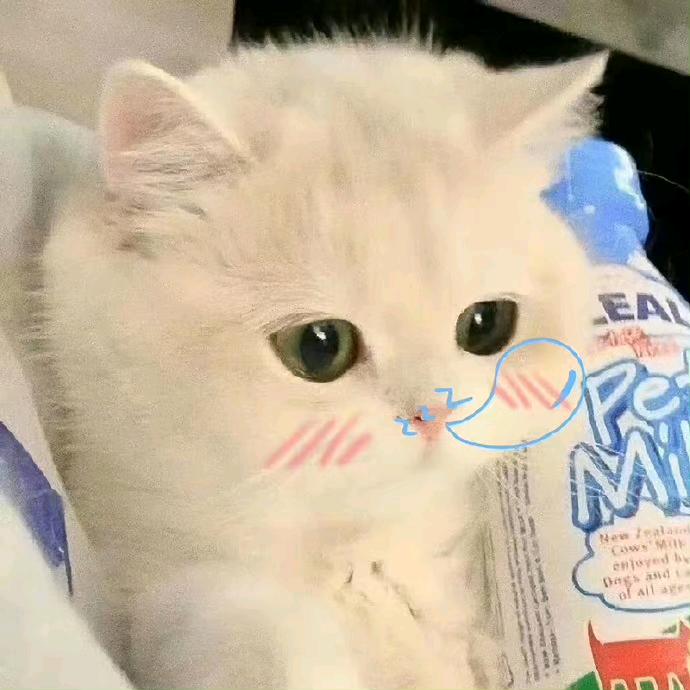 猫喵・狗汪