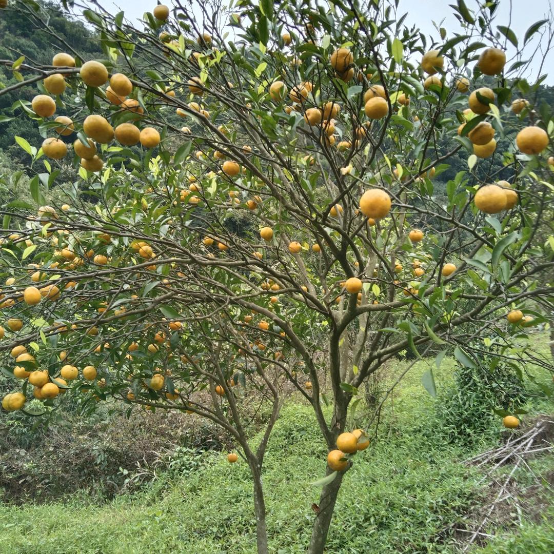 暖暖