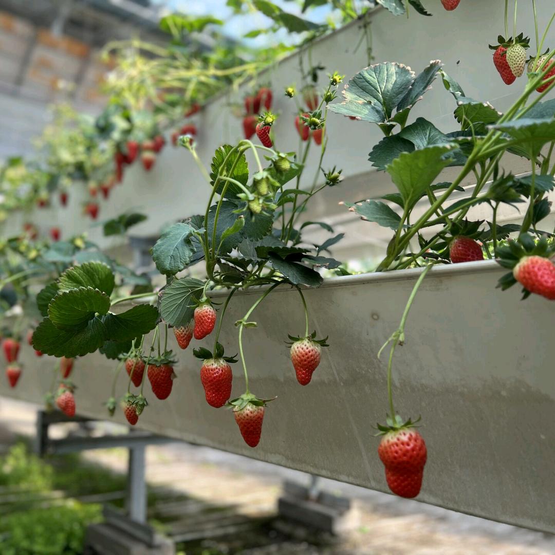 甜七🍀🌻