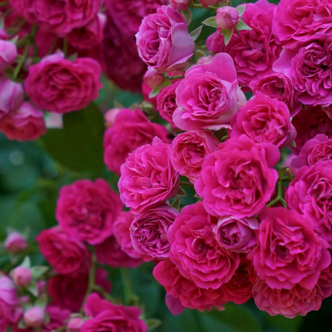 遇见美好🌺🌺