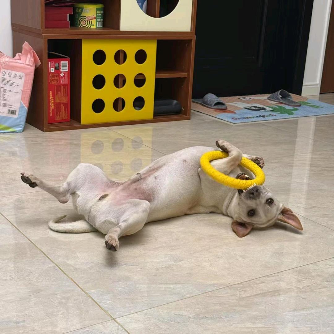 漂漂王子