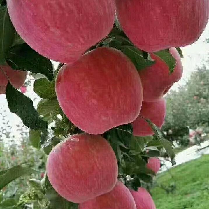 佛缘