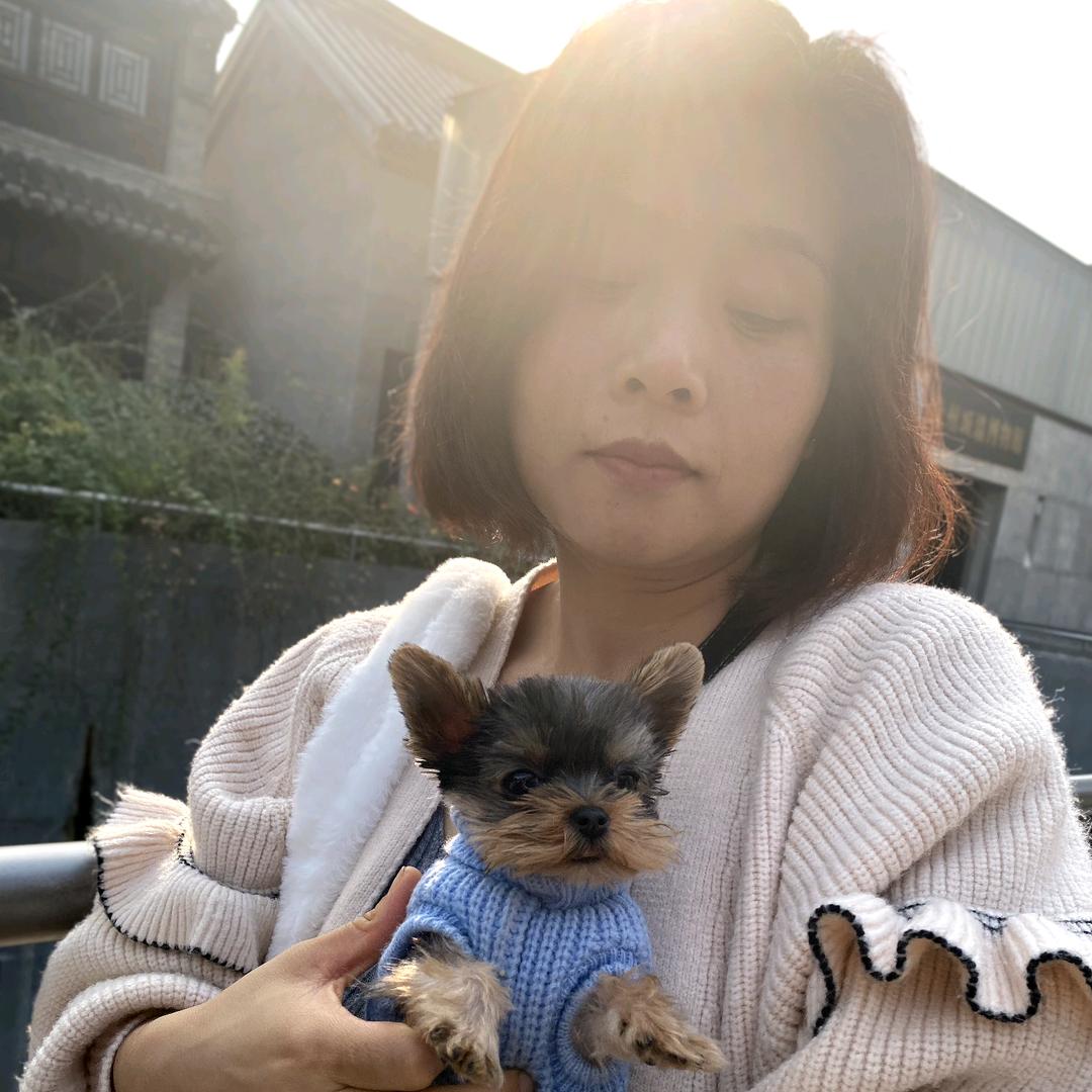 大贞姐的约克夏（直播号）