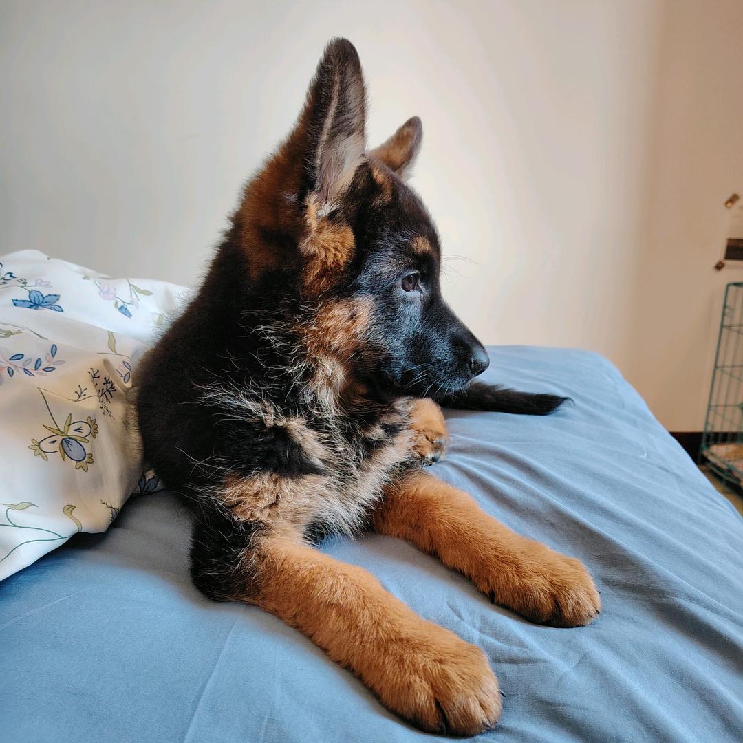 大圆脑瓜的哈妮Hani