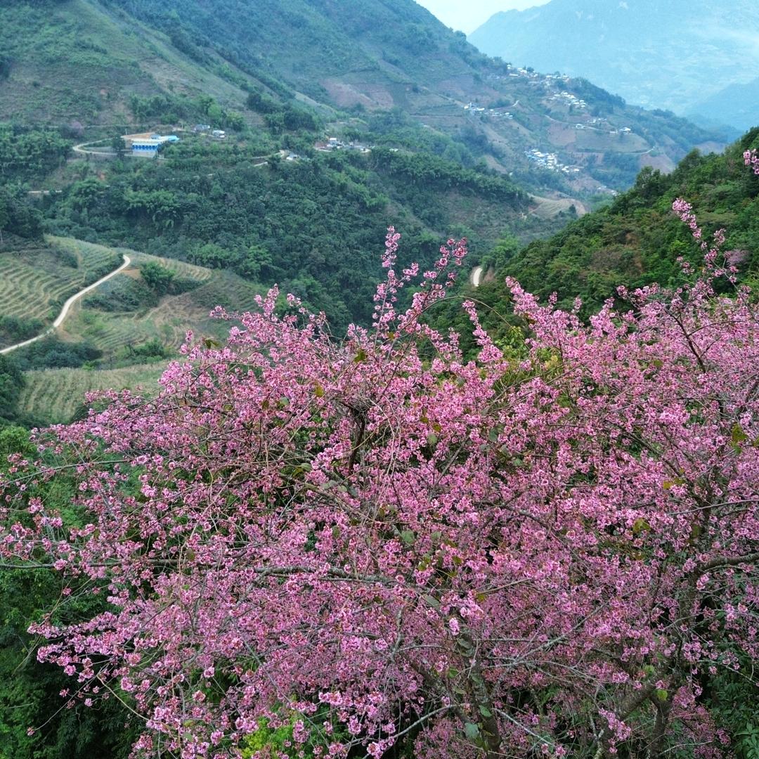 茶园茶农