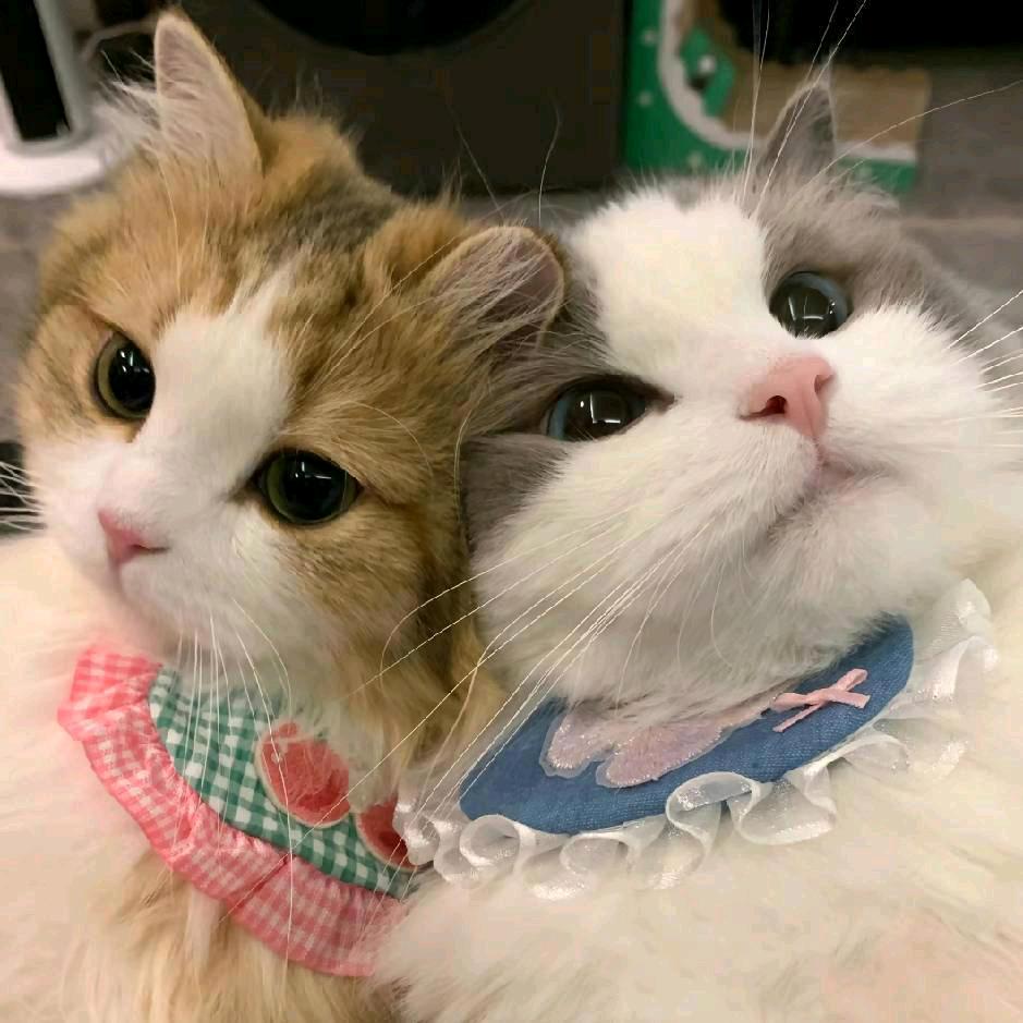 💞迴🕊憶໑ຼღ᭄