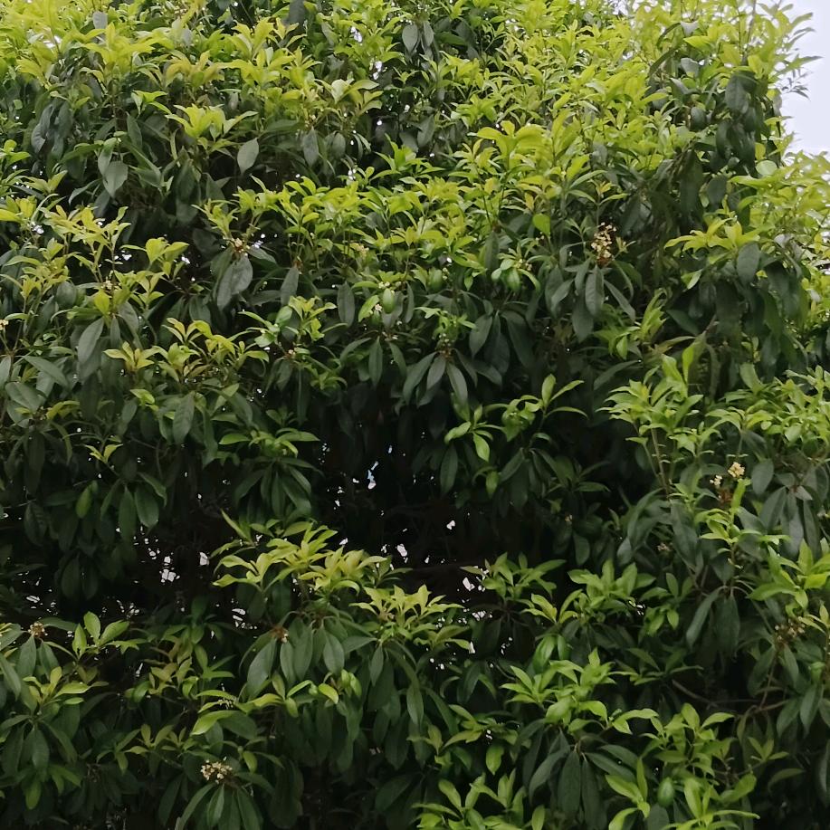 记住我的爱