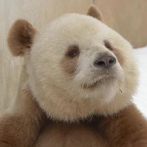 七仔是不黑白熊（闭关修炼版）