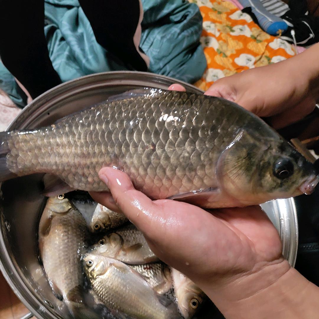 黄河故人