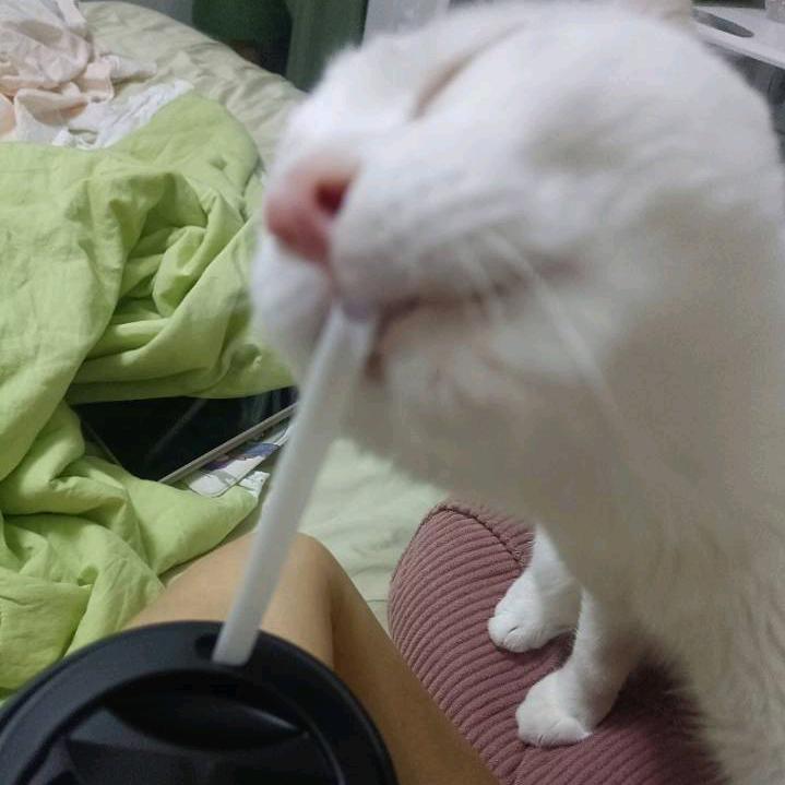 想吃🍤