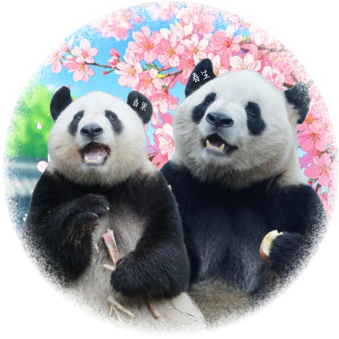 开心Panda
