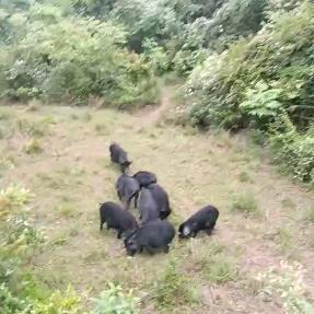 渝新方生态农场