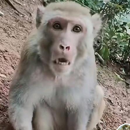 细狗