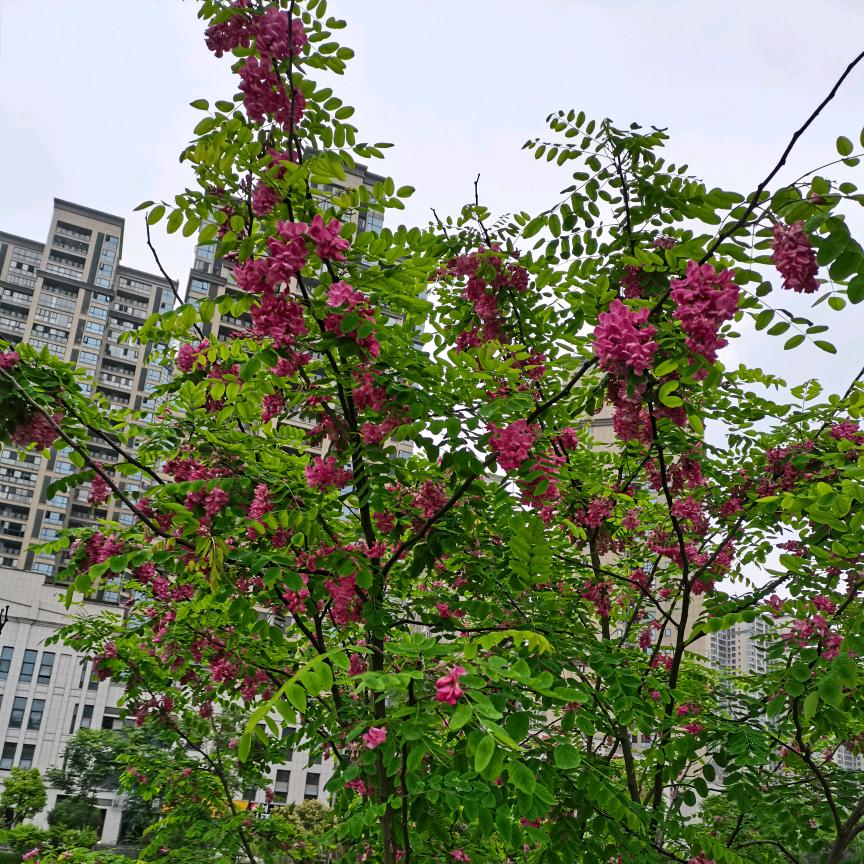 蕊蕊