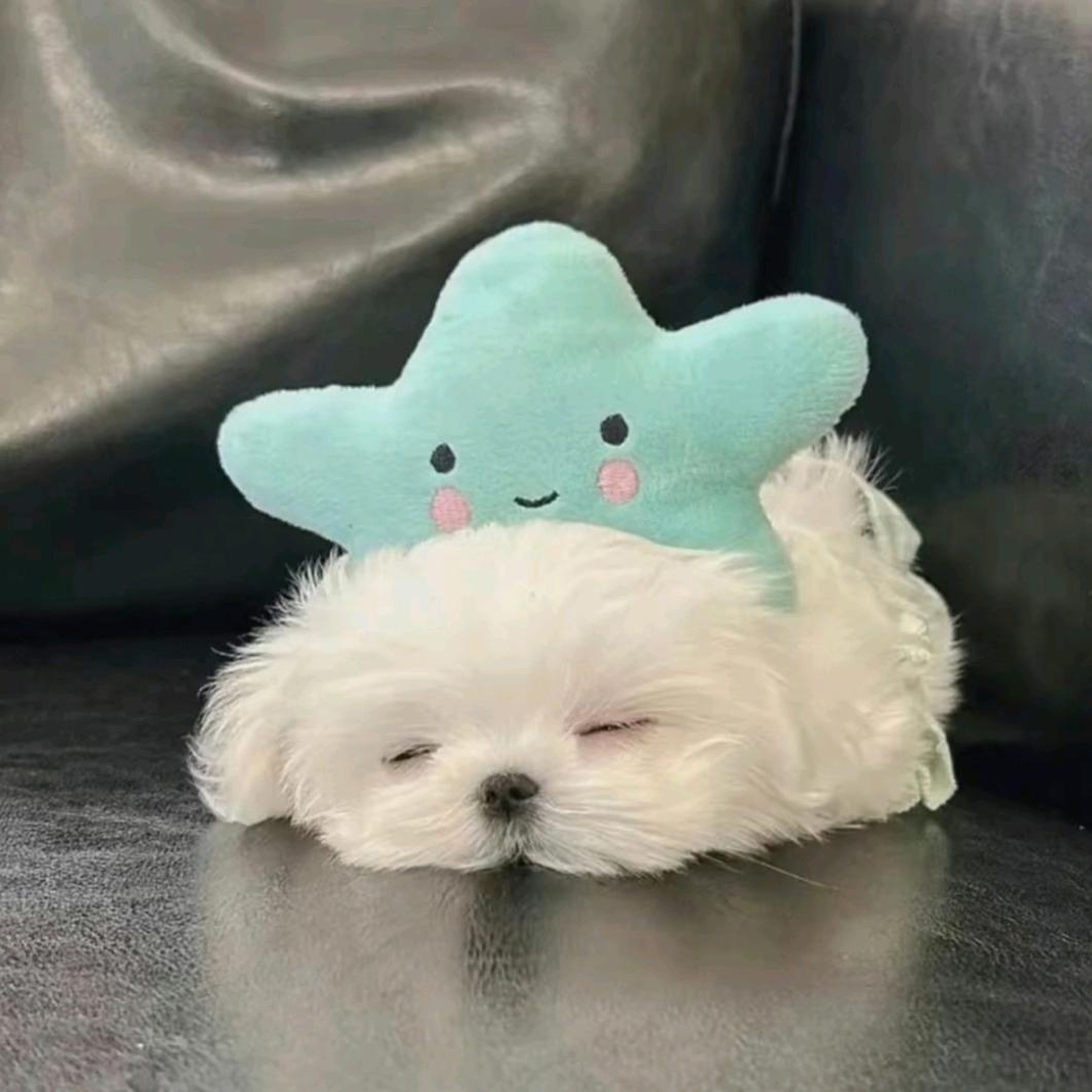 葡萄💤