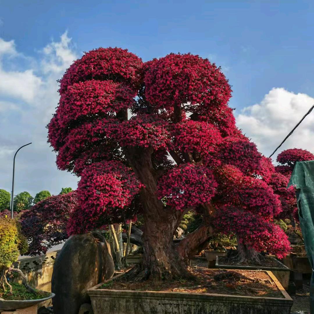 小天盆景苗木