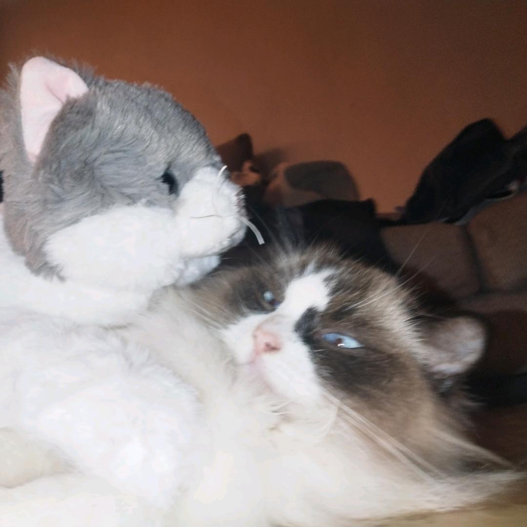 小猫回家好吗？