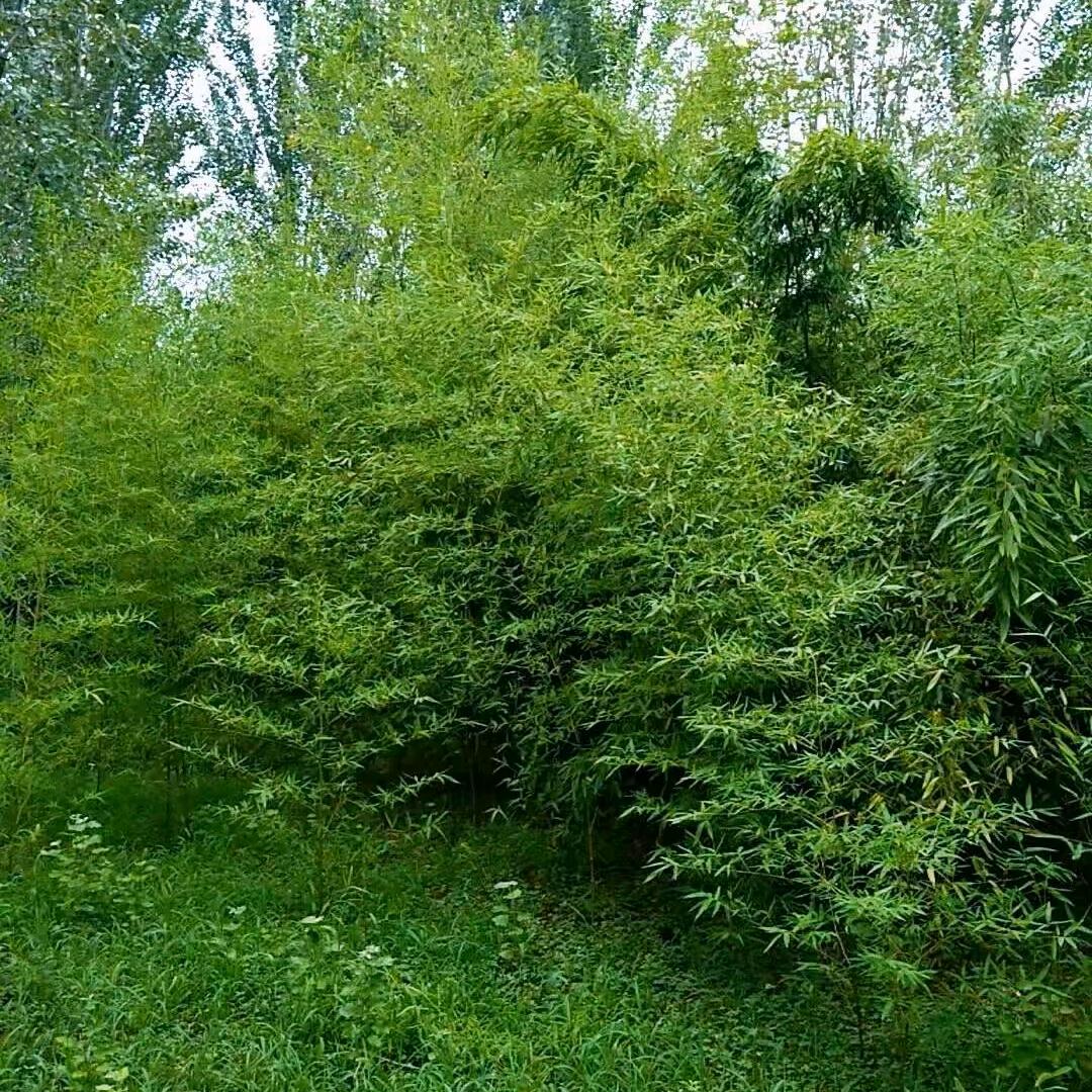阿特探索