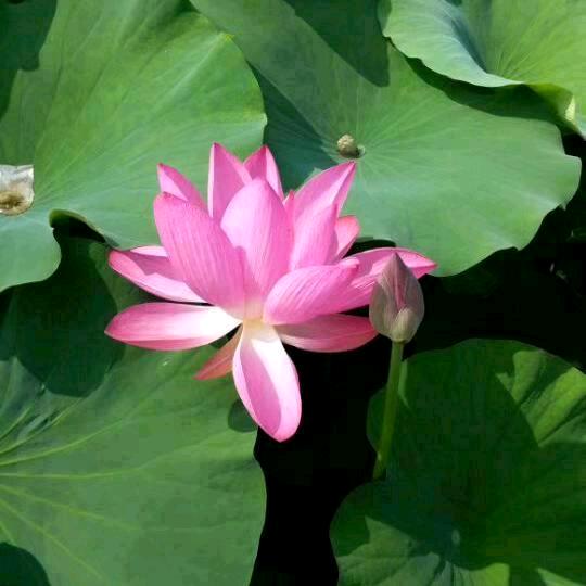 🍃芷若缤纷🍂🇨🇳