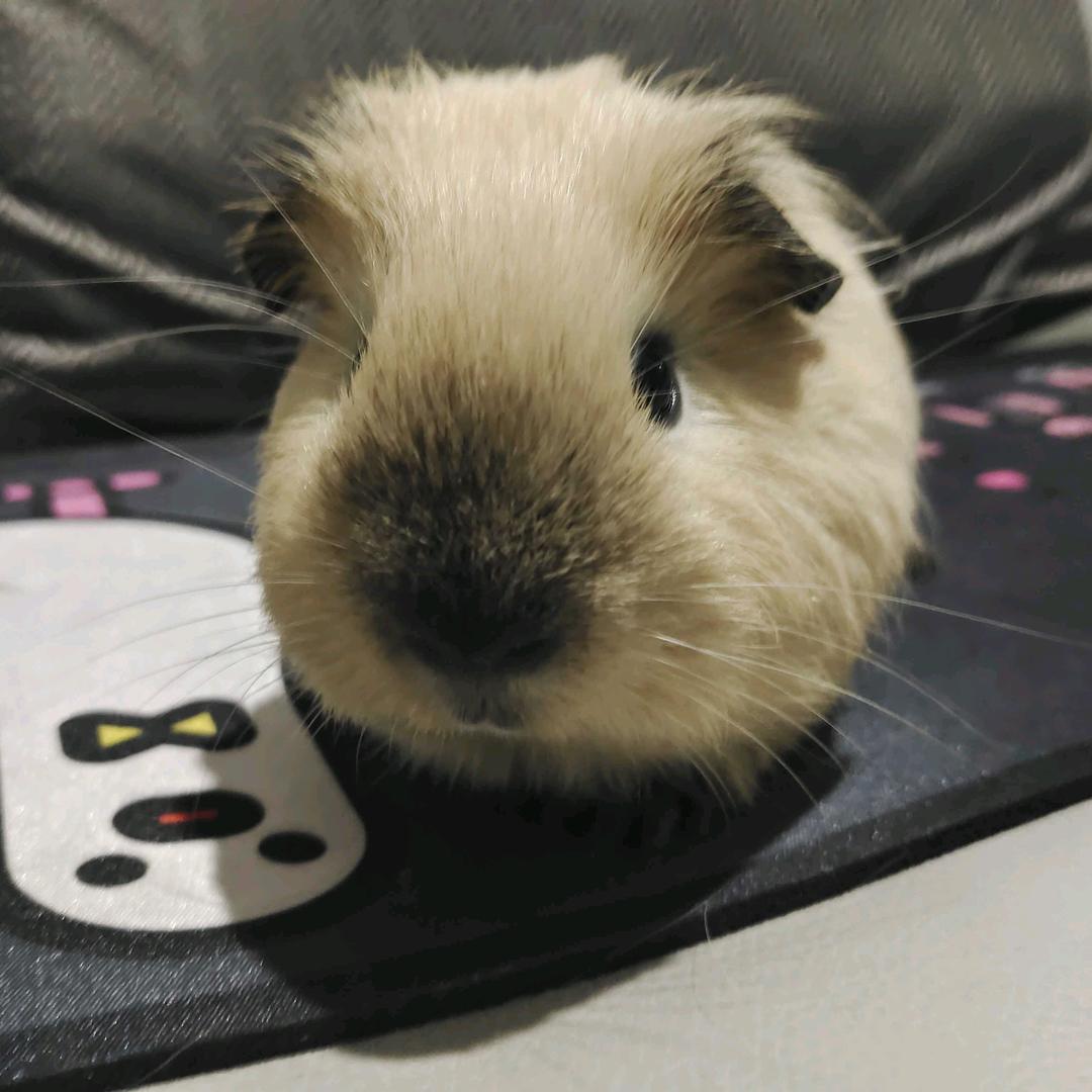 贝尔