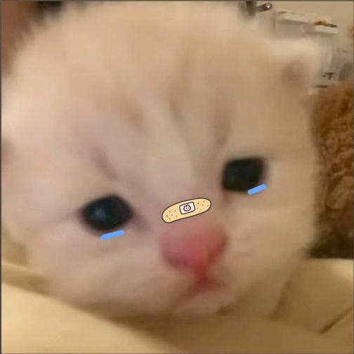 喵。