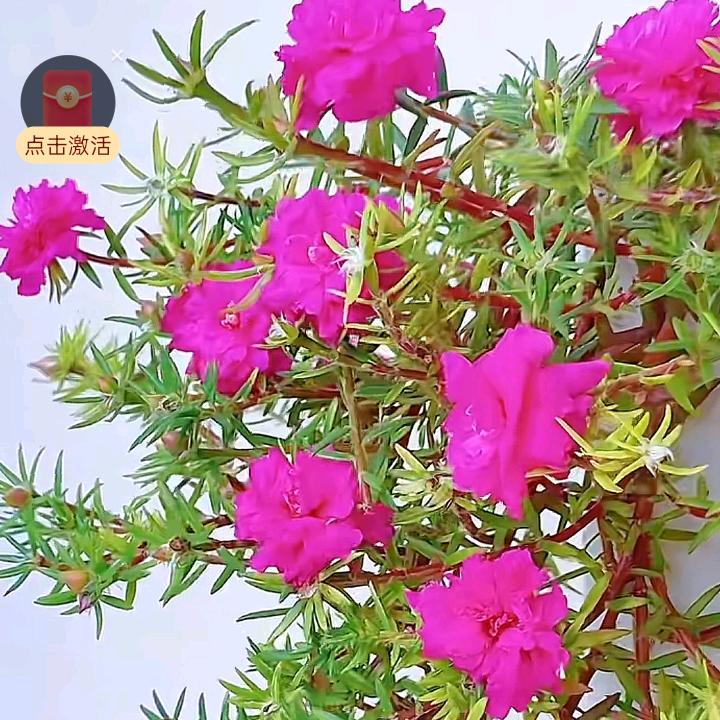谢老幺