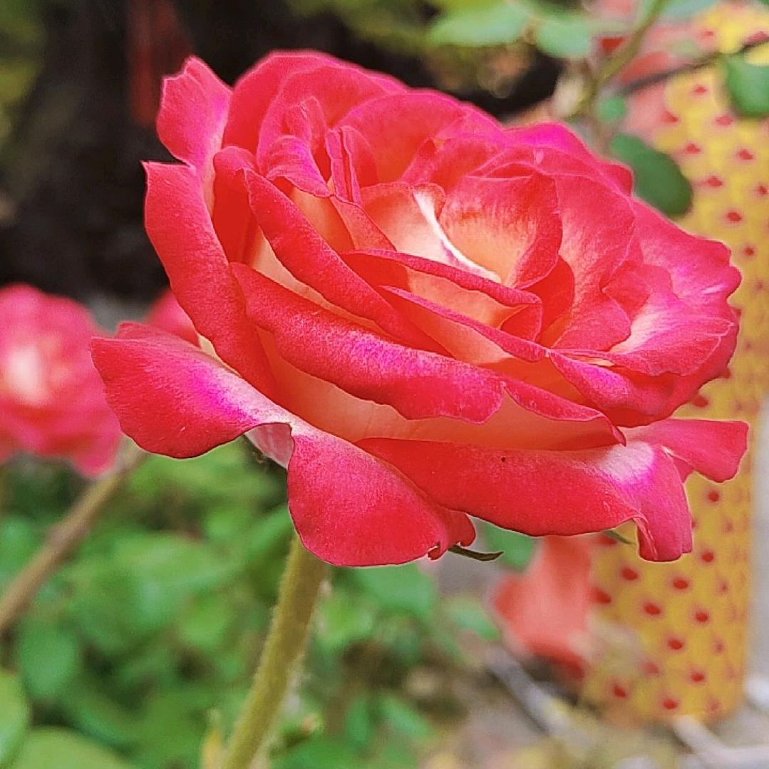 顺其自然