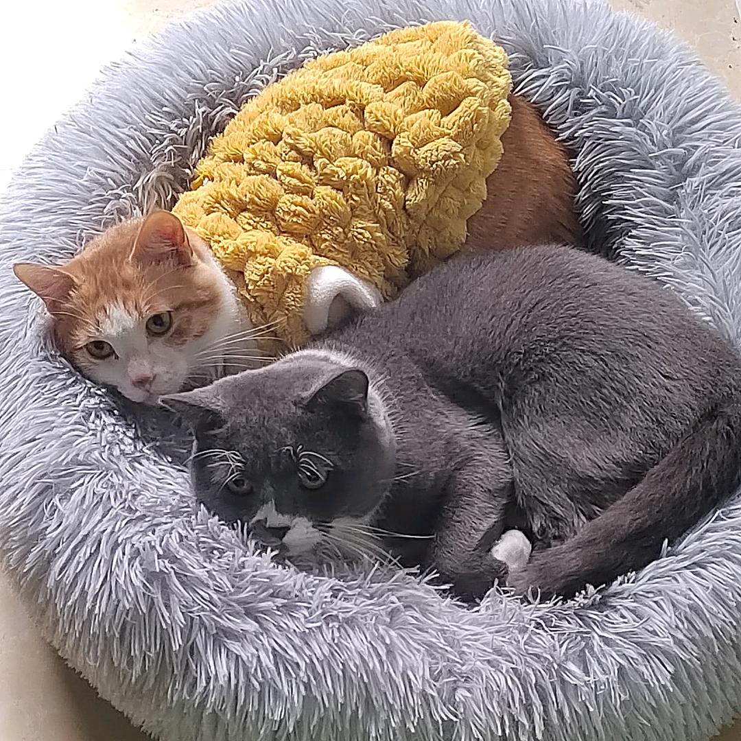 牛奶和白橘是两只猫