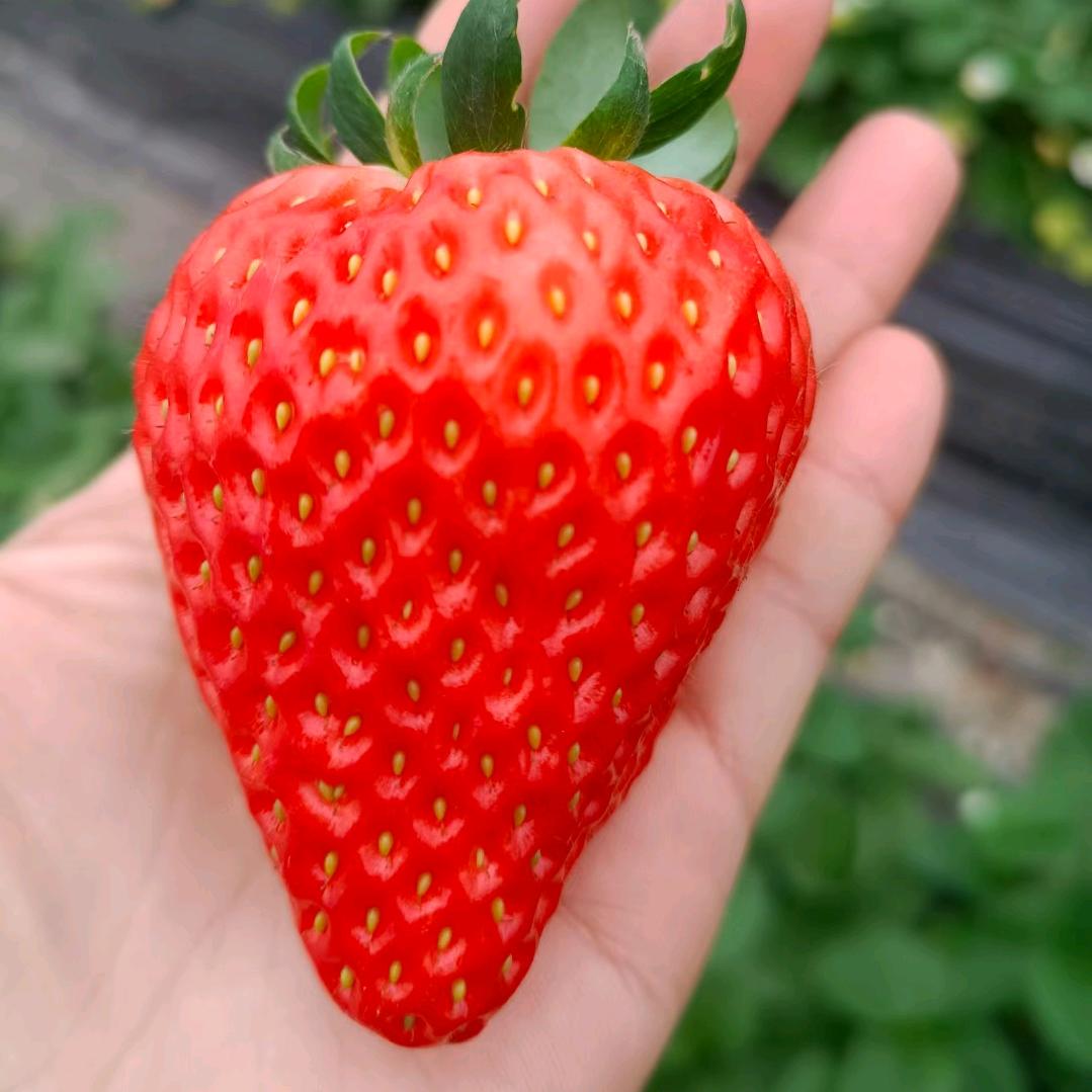 遂宁阳光草莓自由