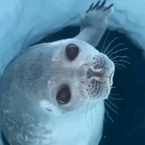 蜉蝣生物
