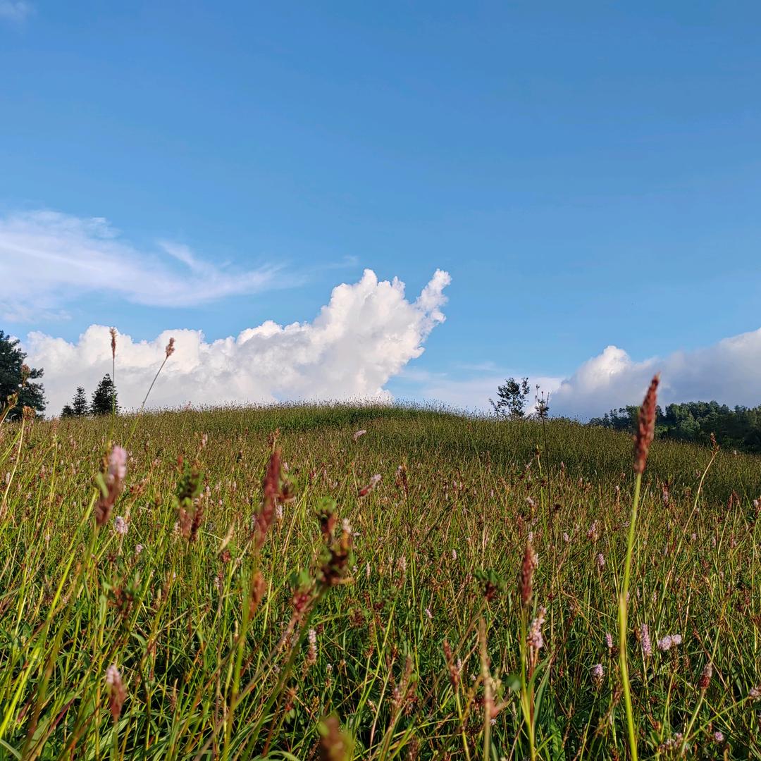 龙陵森茂生物科技有限公司