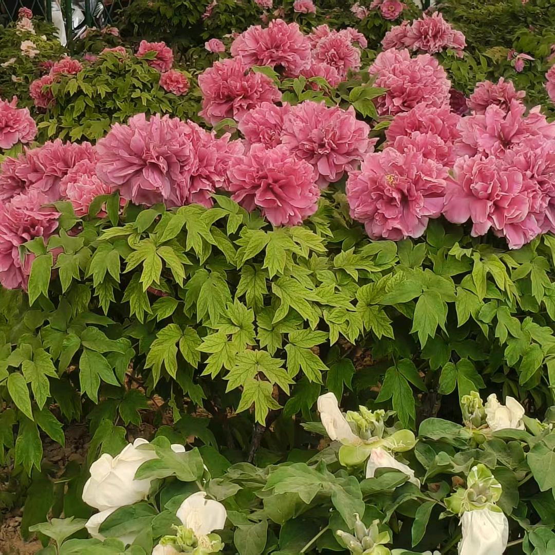 牡丹花开