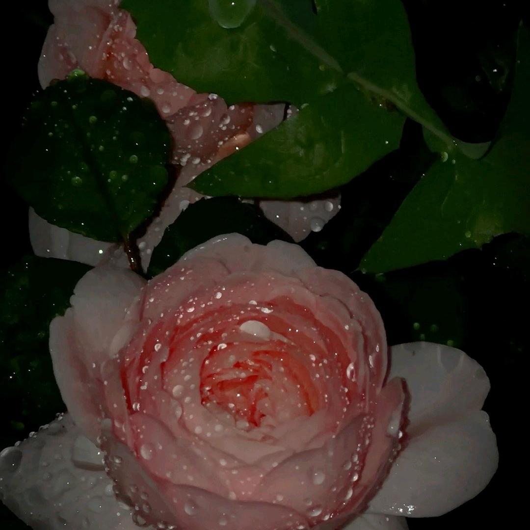 雨过天晴88