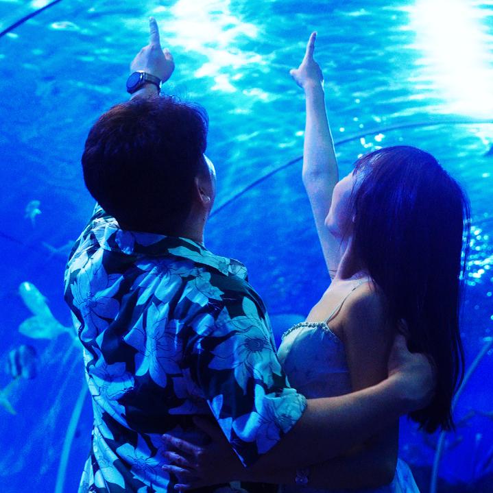 小猪配羊（情侣游记）@抖音