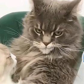 酷猫猫눈_눈
