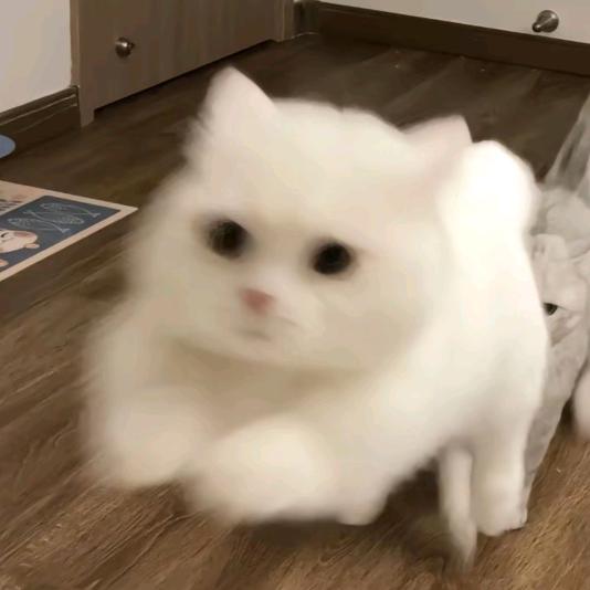 QG