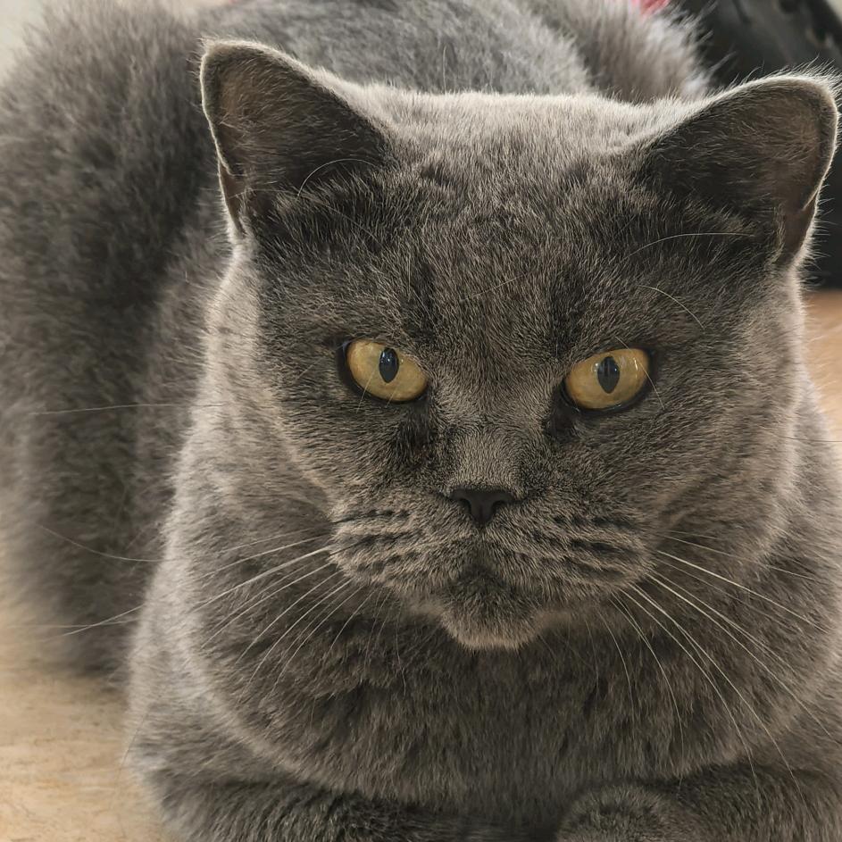 馋猫暖手宝