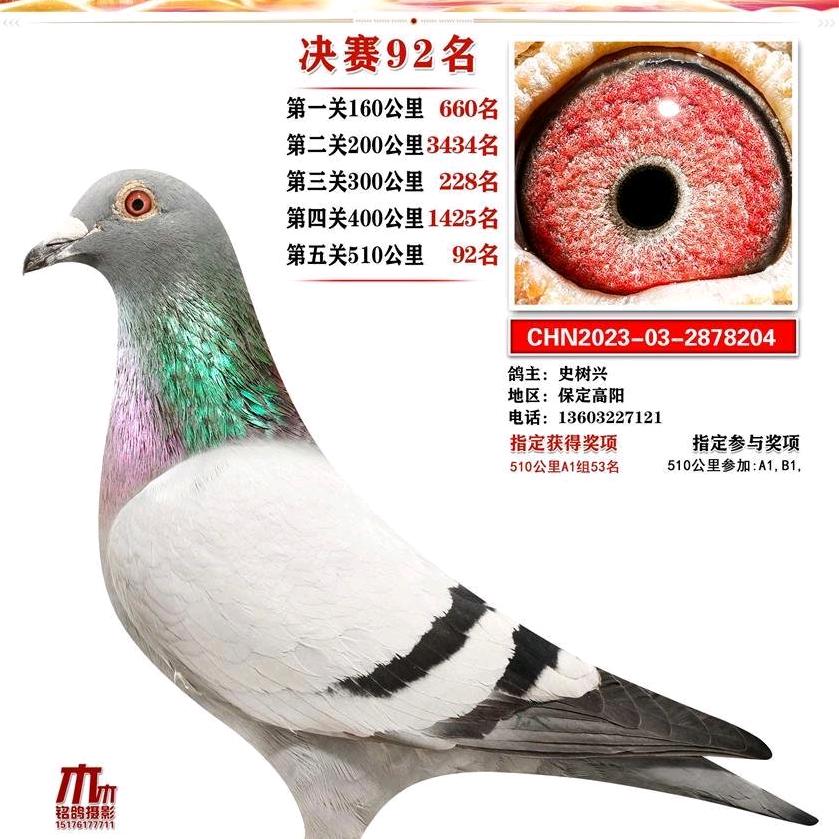 双双赛鸽