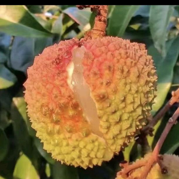科技与芒果