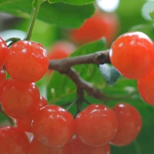 好运莲莲