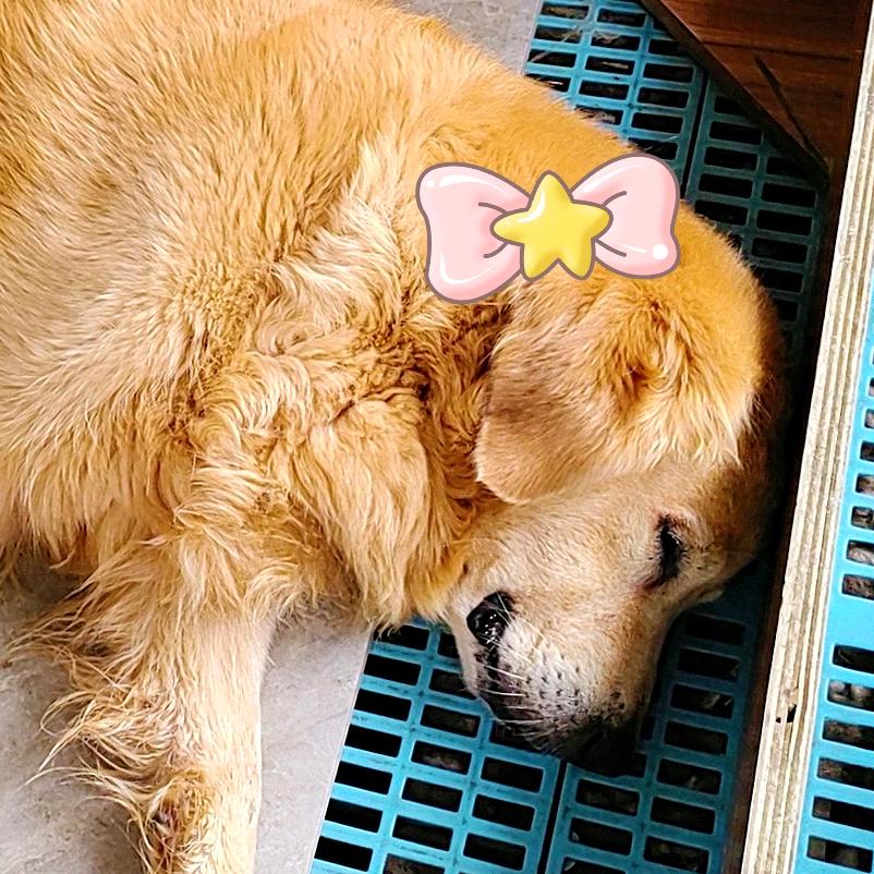 是夏呀那个蠢呀