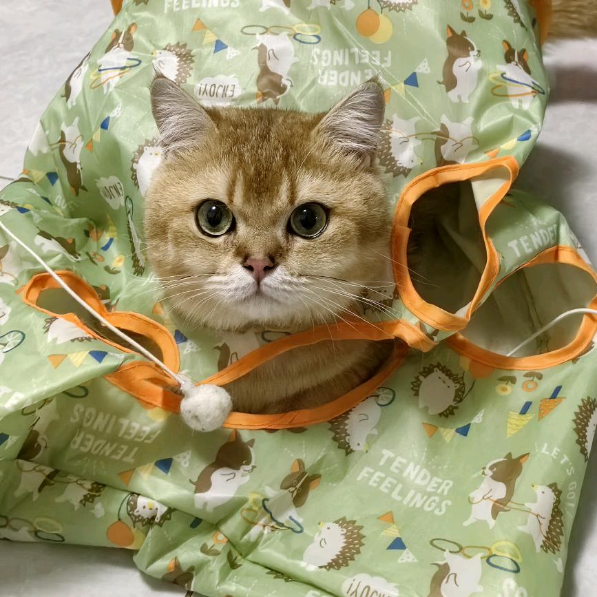 杰瑞是只🐱