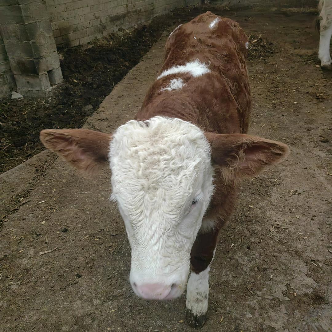 养牛代办经济人