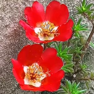 ཉི༗💥岁岁💞༗࿆ཉི࿐