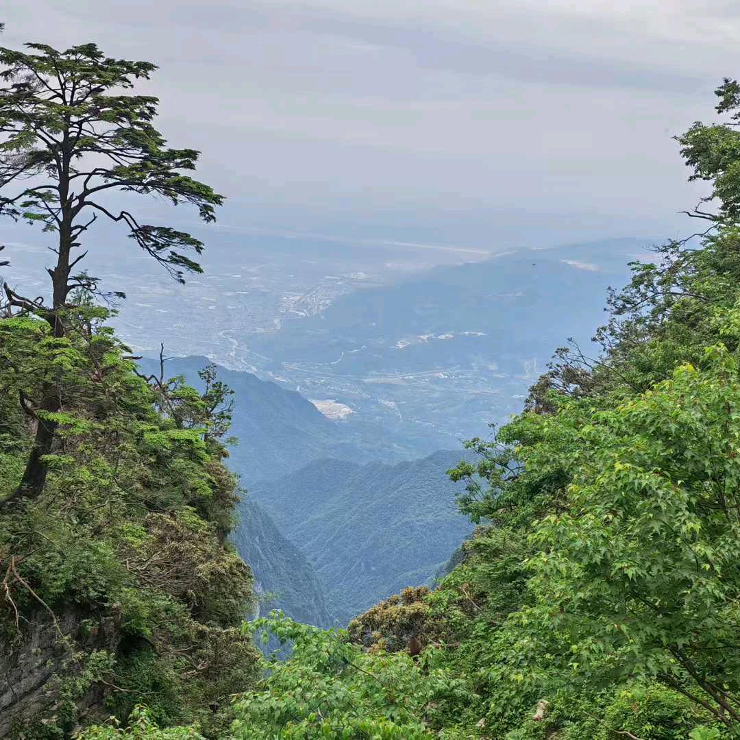 来生愿做一朵莲