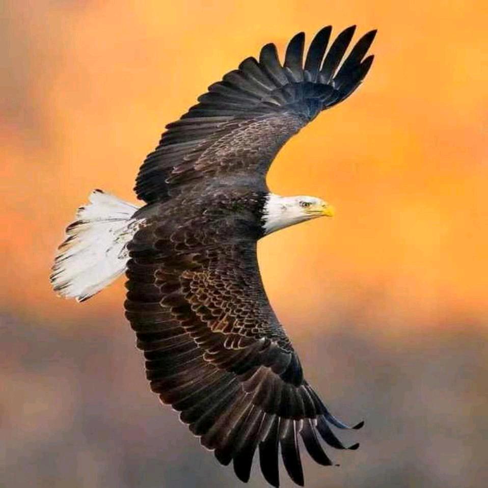 阿凯（淮阳）❤