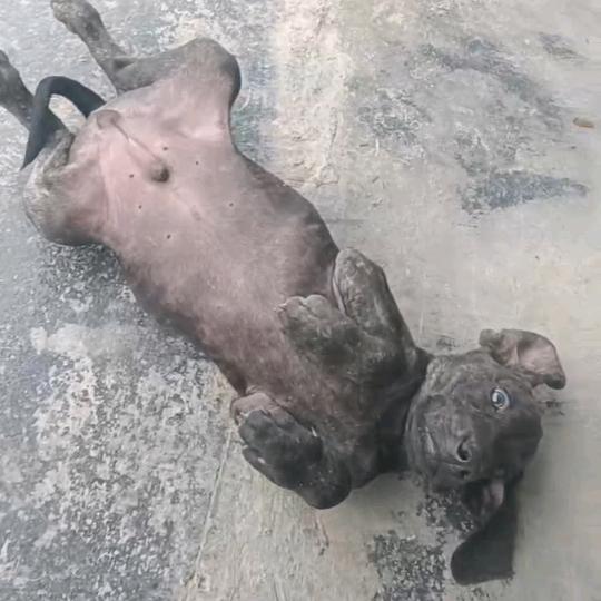 狗狗（代训）