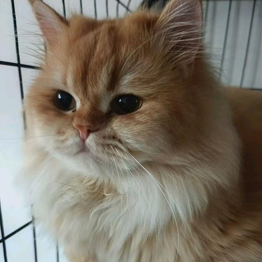 悦猫JoyCat