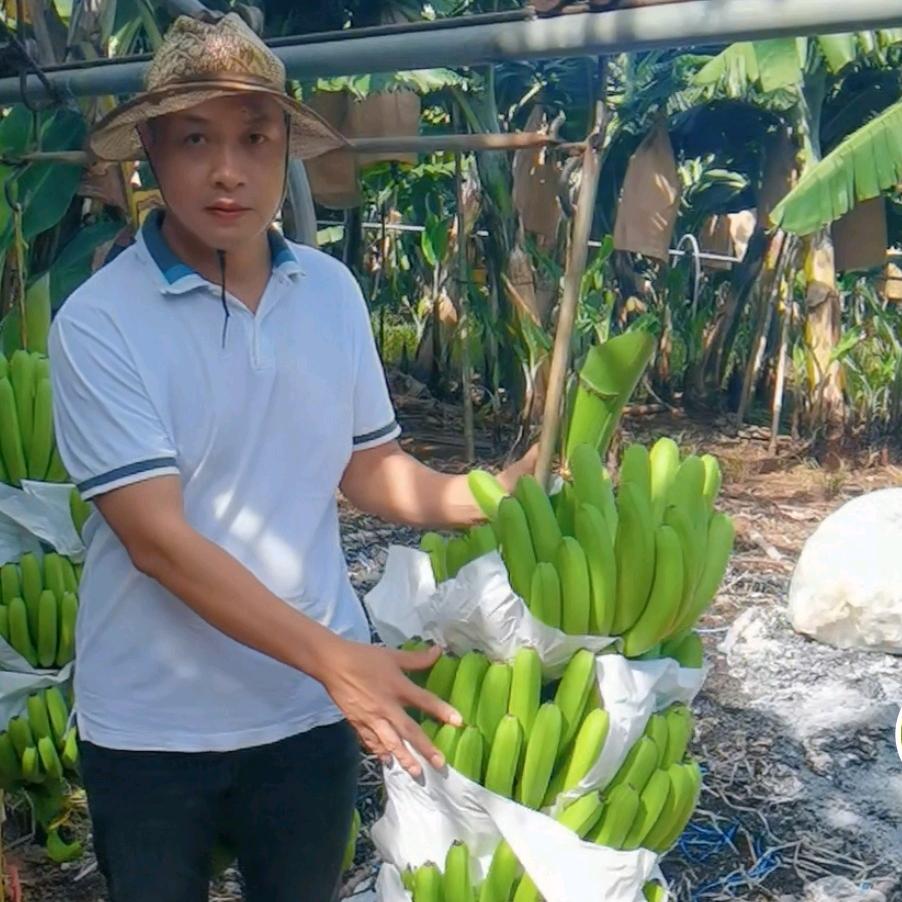 勐满大广绿态康农业