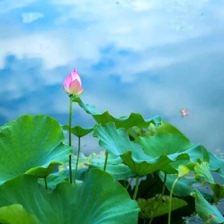 知足常乐